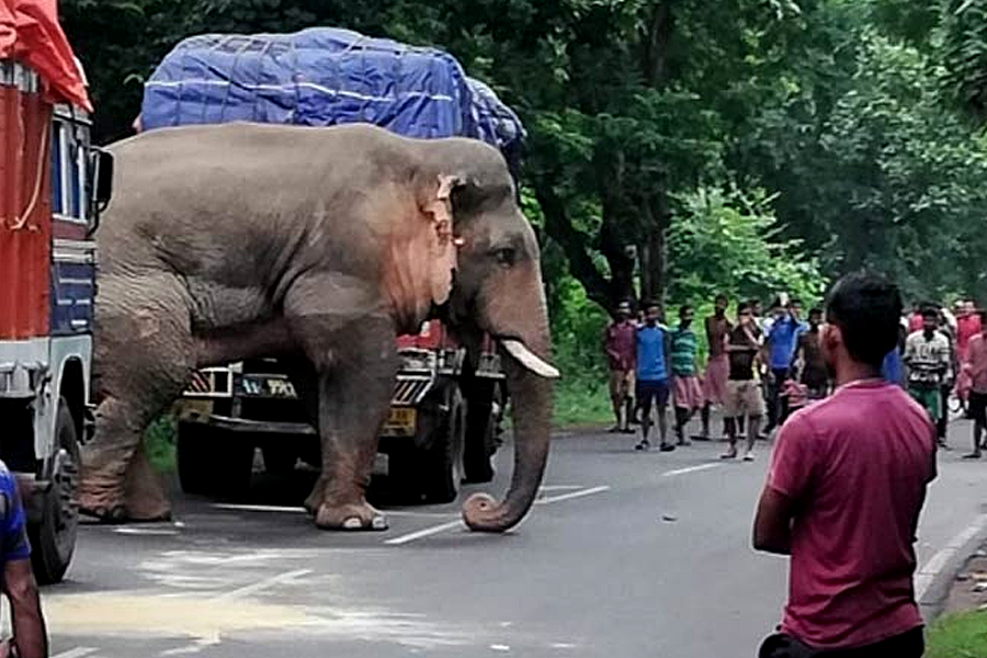 Jhargram Elephant Rampage