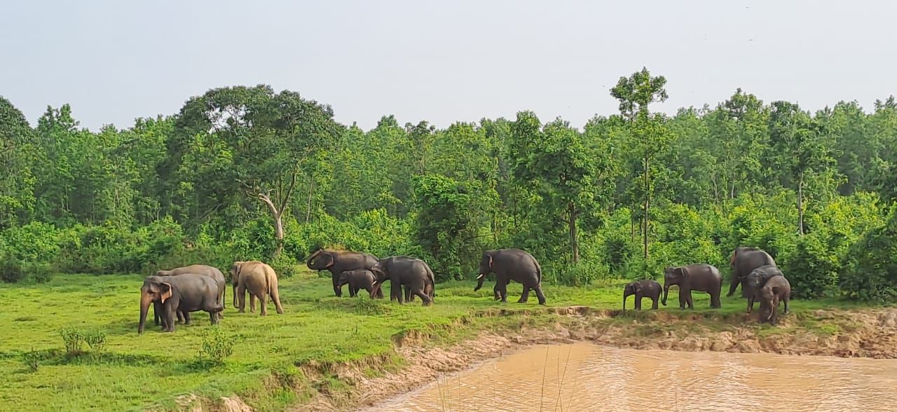 elephant attack village