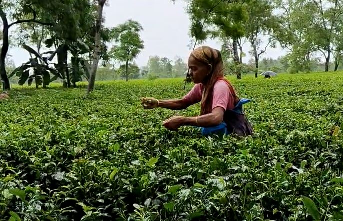 Tea Garden